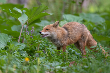 春のキタキツネ