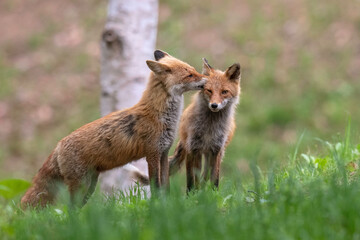 キタキツネの夫婦