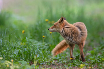 春のキタキツネ