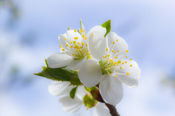 Prunus cerasus flowering tree flowers, group of beautiful white petals tart dwarf cherry flowers in bloom against blue sky in sunlight
