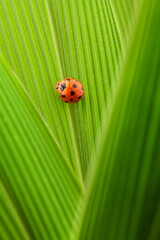 macro shot a ladybug on green leaf. 