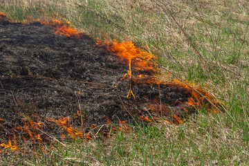 Burning old dry grass. Tongues red flame and burning dry yellowed grass in smoke