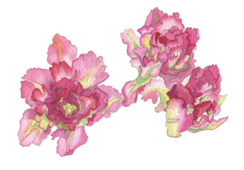 花の絵／チューリップ。花の表情を華やかにかわいく素敵に表現した水彩画です。花好きな一人の作家による作品集です。
