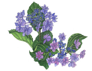 花の絵／アジサイ。花の表情を華やかにかわいく素敵に表現した水彩画です。花好きな一人の作家による作品集です。