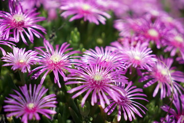 Obraz premium Delosperma cooperi タイカンマツバギク 耐寒松葉菊 デロスペルマ クーペリ レイコウ ハナランザン