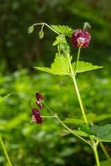 Purple and red flowers of Geranium phaeum Samobor in spring garden