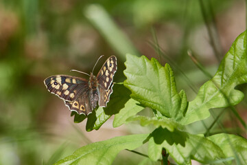 Waldbrettspiel (Pararge aegeria)