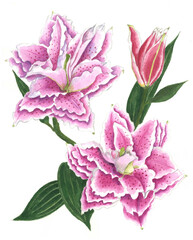 花の絵／ユリピンク。花の表情を華やかにかわいく素敵に表現した水彩画です。花好きな一人の作家による作品集です。