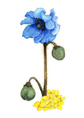 花の絵／ブルーポピー。花の表情を華やかにかわいく素敵に表現した水彩画です。花好きな一人の作家による作品集です。