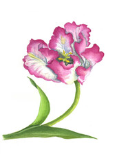花の絵／チューリップ。花の表情を華やかにかわいく素敵に表現した水彩画です。花好きな一人の作家による作品集です。