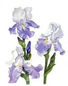花の絵／ジャーマンアイリス。花の表情を華やかにかわいく素敵に表現した水彩画です。花好きな一人の作家による作品集です。