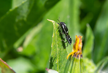 Cabbage bug, brassica shieldbug, Eurydema oleracea, of the family Pentatomidae on a leaf in a garden. Spring, May