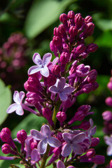 A branch of lilac lilac on a background of green leaves. Spring