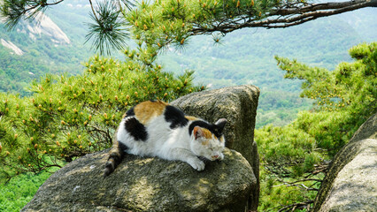 Obraz premium Un lindo gato de tres colores en una montaña llena de pinos azules.