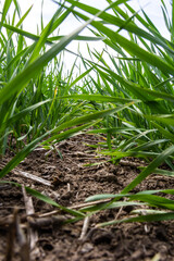 Young wheat seedlings growing in a soil. Agriculture and agronomy theme. Organic food produce on field. Natural background