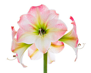 Hippeastrum or Amaryllis flowers ,Pink amaryllis flowers isolated on white background, with clipping path                           