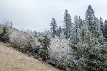 Winter coming. Cloudy and foggy morning very late autumn mountains scene. Peaceful picturesque traveling, seasonal, nature and countryside beauty concept scene. Carpathian Mountains, Ukraine.