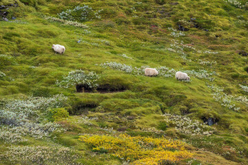 Icelandic sheep herd grazes on a mountainside. View during auto trip. This ancient breed is unique to Iceland and directly descended from animals introduced by the Vikings.