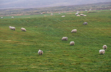 Icelandic sheep herd grazes on a mountainside. View during auto trip. This ancient breed is unique to Iceland and directly descended from animals introduced by the Vikings.