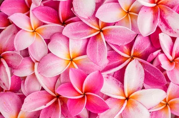 Foto op Canvas frangipani plumeria flower background. © tienuskin