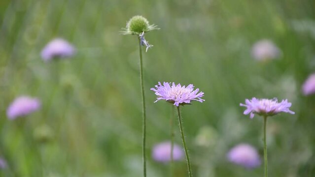 Flowers of field scabious swinging in the wind