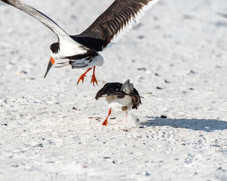 Bird copulation shows semen