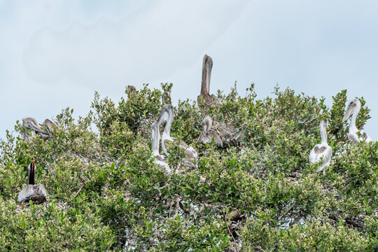 Pelican chicks in the nest