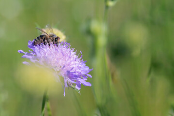 Honey bee (Apis mellifera) collects pollen on a field scabious (Knautia arvensis).