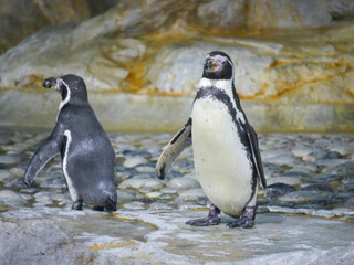 Humboldt penguin (Spheniscus humboldti) is a medium-sized penguin and nearest relative to African...
