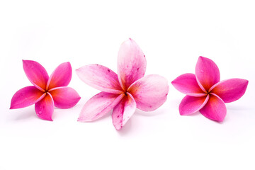 Pink Frangipani Flowers Isolated On White Background.