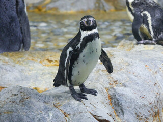 Humboldt penguin (Spheniscus humboldti) is a medium-sized penguin and nearest relative to African...