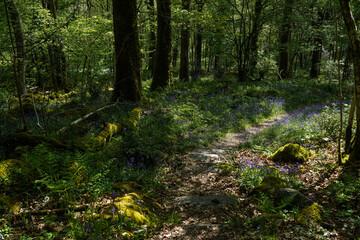 Obraz premium Celtic rainforest