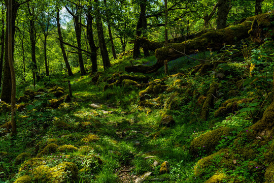 forest scene in Wales © Julian