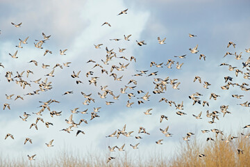 Large fall migration of hundreds of common woodpigeon (Columba palumbus).