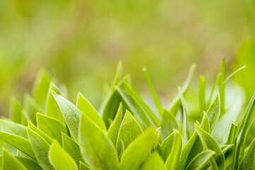 close-up of green leaves and grass. beautiful natural fresh background. ecology, health and natural beauty concept. macro photography of plants. 