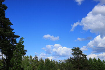 sky and trees