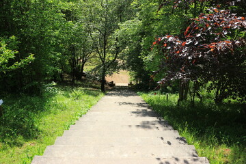 Obraz premium path in the park