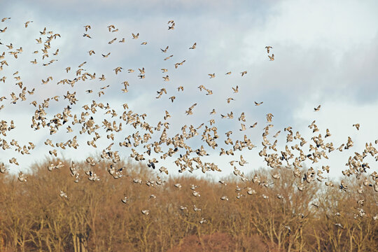 Large fall migration of hundreds of common woodpigeon (Columba palumbus).