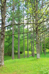 trees in the forest