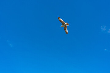 seagull in flight