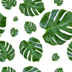 Monstera leaf seamless pattern
