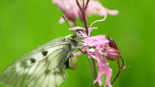 Clouded apollo Parnassius mnemosyne butterfly sucks nectar eating flower eat plant cock's kaim Lychnis flos-cuculi flowering, butterflies wildlife insect detail close-up wings white meadows Litovelske