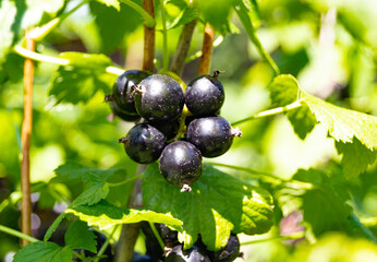 Photography on theme beautiful bush berry black currant