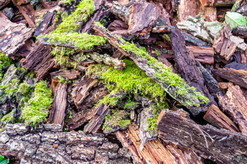 Photography on theme big wall of stacked oak tree logs in cracks
