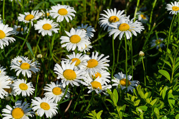 Chamomile flower field. Camomile in the nature. Field of camomiles at sunny day at nature. Camomile daisy flowers in summer day. Chamomile flowers field wide background in sun light