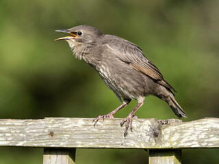 Starling chick squawking