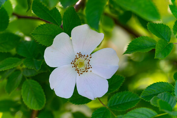 Dog rose blossom. Close-up of the flower and leaves of the dog rose. Canine rose.
