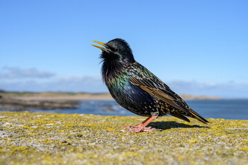 Adult male Starling singing