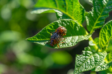 The Colorado potato beetle eats young potato leaves. Pests destroy crops in the field. Parasites in the wild and agriculture.A series of close-up shots.