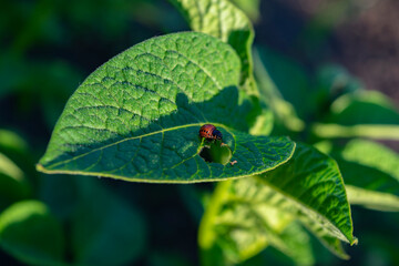 Larvae of the Colorado potato beetle on potato leaves. Photo series